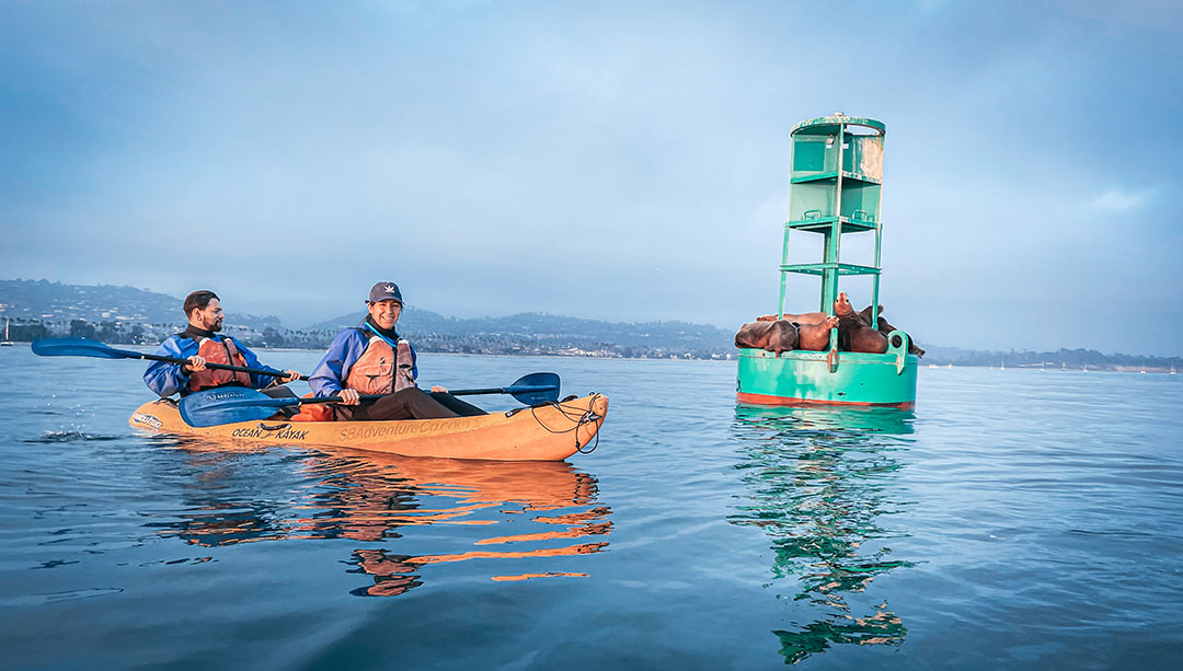 Sea lions on Harbor Tour