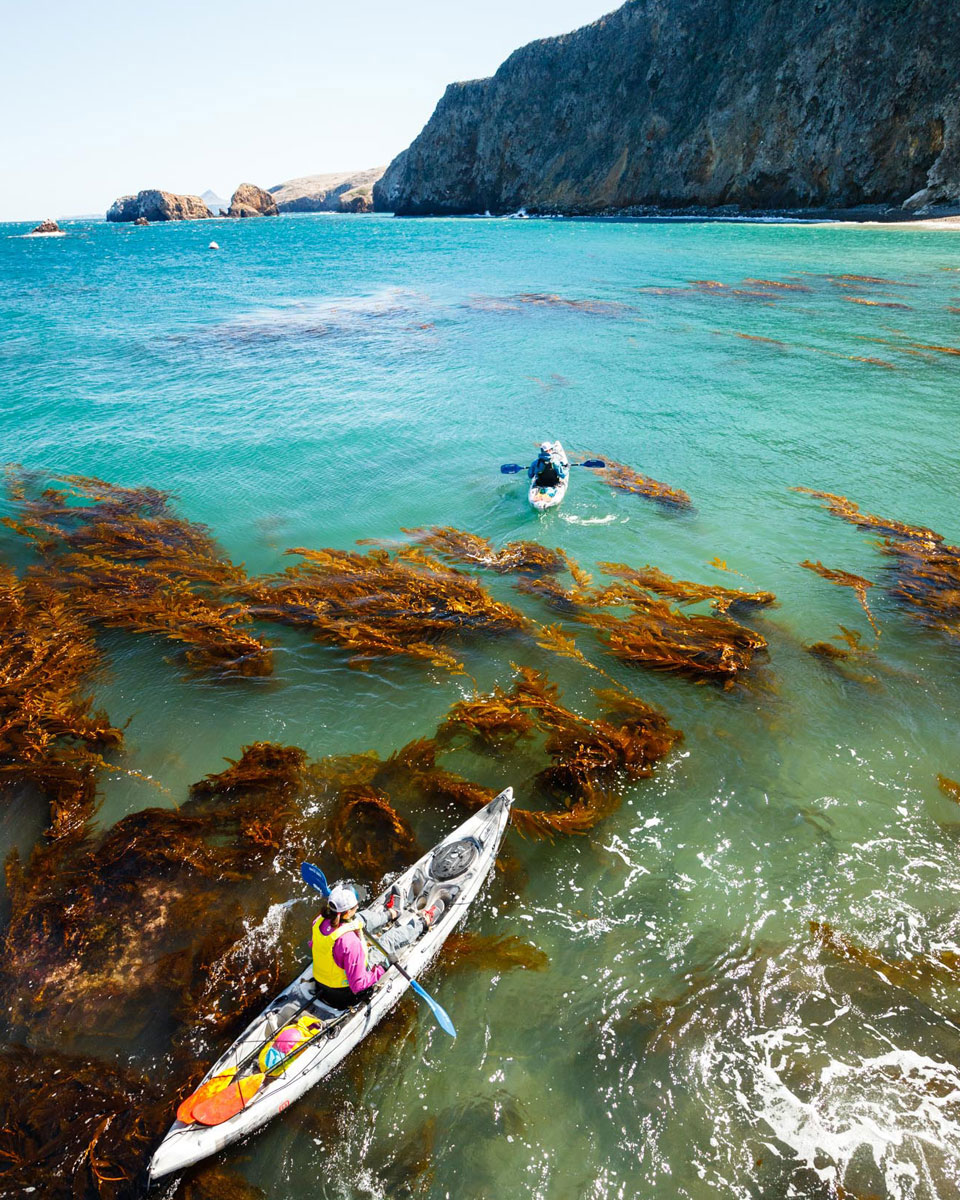 kayaking exploring sea kelp